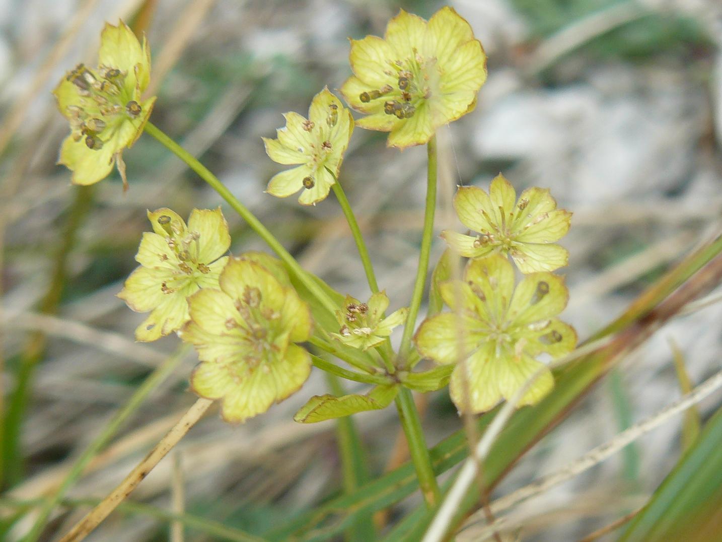 da determinare - Bupleurum sp.